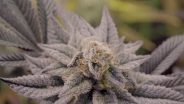 室内大麻种植园盛开 西班牙和印度大麻植物花的宏观摄影 — 图库视频影像