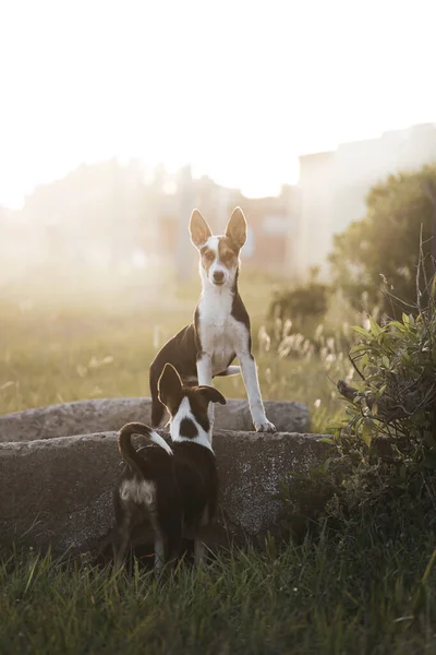 Retrato Dos Cachorros Callejeros Campo — Foto de Stock