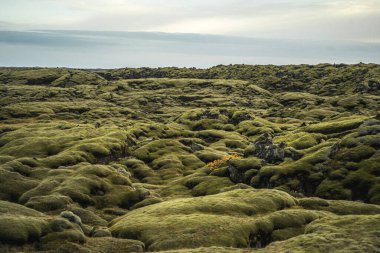 Çevre yolunda fiyortlar, İzlanda. Yeşil fiyortlu sonbahar manzarası