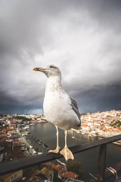 Bir martının bacağının portresi. Portekiz, Porto limanında martılar