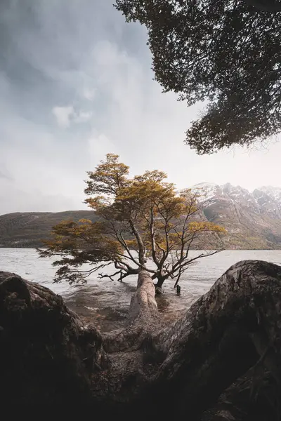 Ushuaia kıyısında büyüyen bir ağaç. 14. Milestone yolunda.