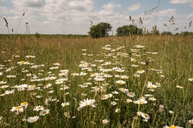 Doğadaki adam Ukrayna