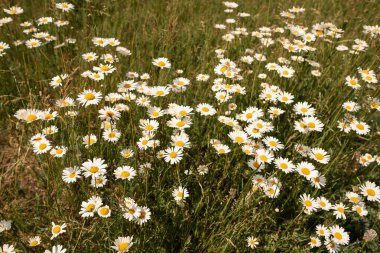 Doğadaki adam Ukrayna