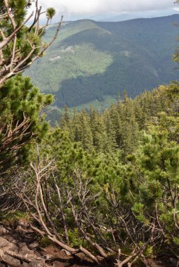 Doğadaki adam Ukrayna