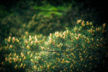 Genç külahlar bir ağaca yakın çekimde
