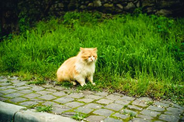 Sokakta kabarık kedi