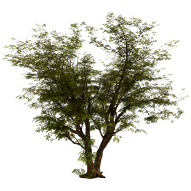 Şeffaf arkaplana sahip 3d hazırlama ağacı