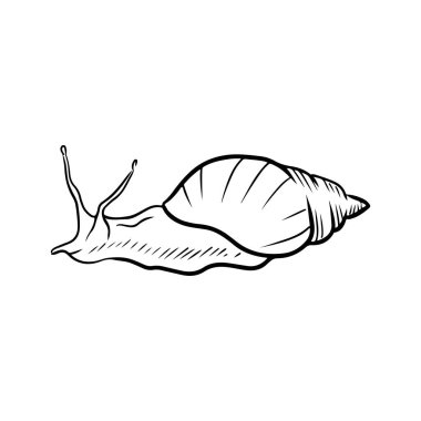 Beyaz arka planda izole edilmiş dev Afrika üzümlü salyangoz resmi. El çizimi vektör çizimi çizimi basit oymalı stil. Kozmetik botanik sanatı, sümük üretimi