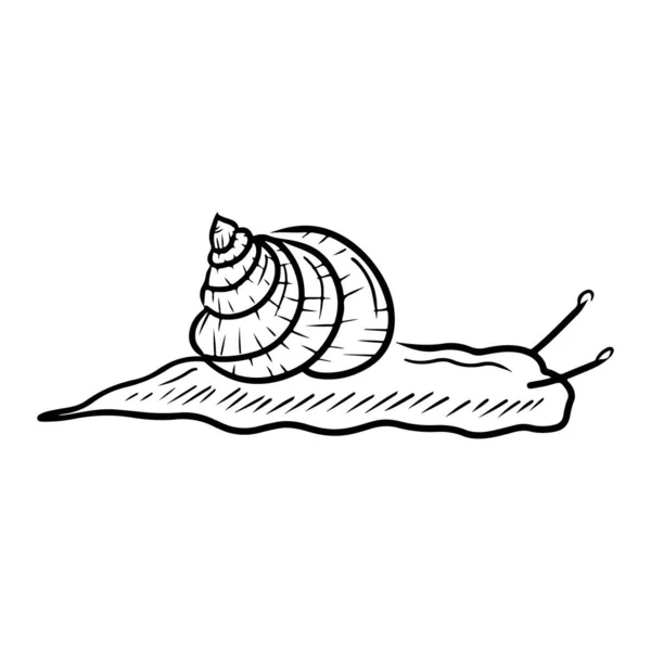 로마의 달팽이는 배경에서 분리되었다 손으로 스케치 일러스트는 라인의 스타일이다 화장품 — 스톡 벡터