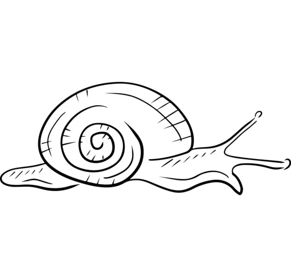 Handgezeichnete Vektorskizze Illustration Kritzelnder Linie Einfach Graviert Weiße Gartenschnecke Isoliert — Stockvektor