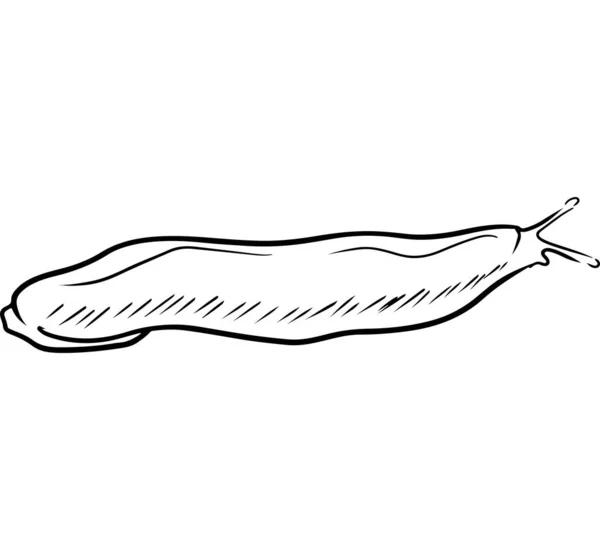 아리온 루퍼스 민달팽이는 바탕에 색으로 고립되어 스케치 일러스트는 라인을 스케치하고 — 스톡 벡터