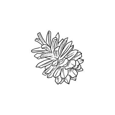 Beyaz arka planda siyahlı gerçekçi kozalak. El çizimi vektör çizimi çizimi, karalama taslağı, klasik oyma stili. Orman konsepti, kış, sonbahar, tebrik kartı