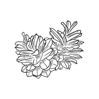 Beyaz arka planda siyah renkli iki kozalak. El çizimi vektör çizimi çizimi, klasik çizim ana hatlarıyla işlenmiş. Noel için dekorasyon, kış, tebrik kartları, orman