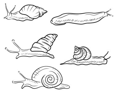 SEt of realistic snails in black. Giant african land snail, garden, roman, arion rufus slug, candy cane, grape, cosmetology, lifting. Hand drawn vector sketch illustration in engraved vintage outline.