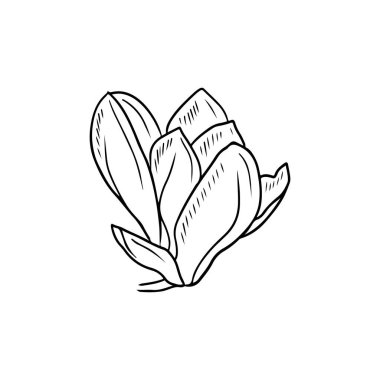 Realistic magnolia flower bud with leaf in black isolated on white background. Hand drawn vector sketch illustration in doodle engraved vintage outline style. Spring blooming, blossom, botanical,