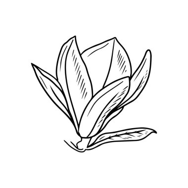 Realistic magnolia flower bud with leaf in black isolated on white background. Hand drawn vector sketch illustration in doodle engraved vintage outline style. Spring blooming, blossom, botanical,