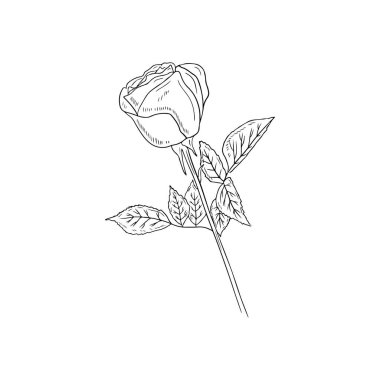 Beautiful realistic rose flower with stem and leaves in black isolated on white background. Hand drawn vector sketch illustration in engraving doodle outline vintage line art style. Spring, love, gift