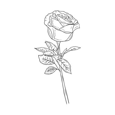 Beautiful realistic rose flower with stem and leaves in black isolated on white background. Hand drawn vector sketch illustration in engraving doodle outline vintage line art style. Spring, love, gift