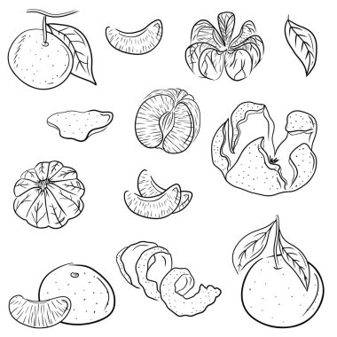 Set of whole, half, sliced, peeled tangerines on branch with leaves. Hand drawn vector sketch illustrations in simple doodle line style. Winter citrus fresh fruit, juice, vitamins healthy, peel