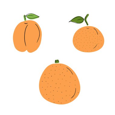 Set of orange color fruits: tangerine, apricot with black line isolated on white background. Hand drawn vector flat cartoon illustration in doodle style. Fresh, juicy, vitamin, vegan, vegeterian