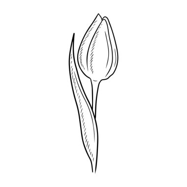 One realistic beautiful tulip bud flower with leaf isolated on white background. Hand drawn vector sketch illustrartion in vintage engraved style. Gift, happy international womens day, romantic