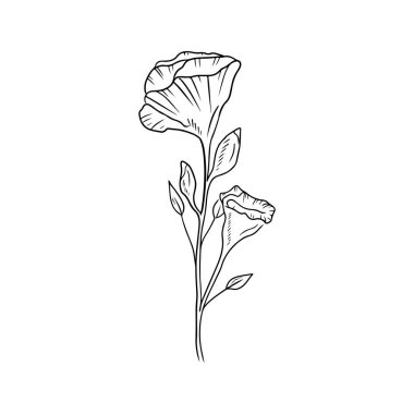 Beautiful realistic Eustoma flower branch with bud and leaves isolated on white background. Hand drawn vector sketch illustration in doodle engraved outline line art style. Floristics