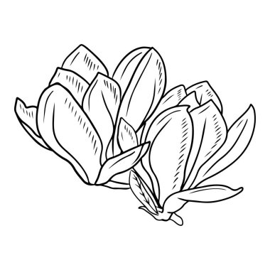 Two realistic magnolia flowers bud with leaf in black isolated on white background. Hand drawn vector sketch illustration in doodle engraved vintage outline style. Spring blooming, blossom, botanical,