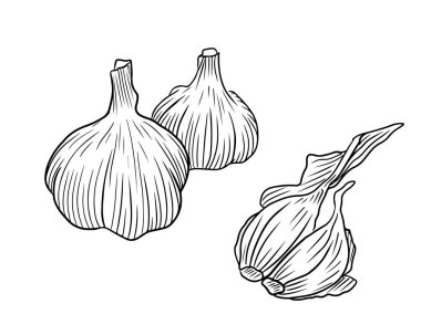 Realistic two whole garlics with two cloves in black isolated on white background. Hand drawn vector sketch illustration in doodle engraved vintage outline . Spice,vegetable, ingredient, healthy