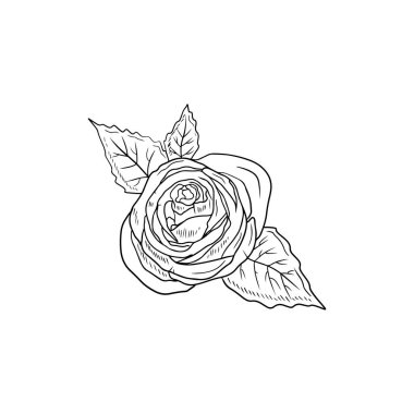Beautiful realistic rose flower with stem and leaves in black isolated on white background. Hand drawn vector sketch illustration in engraving doodle outline vintage line art style. Spring, love, gift