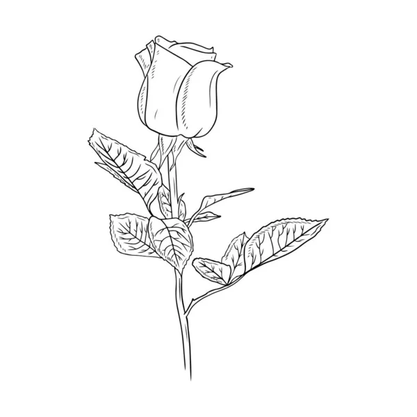 Realistic Rose Bud Flower Stem Leaves Black Isolated White Background — ストックベクタ