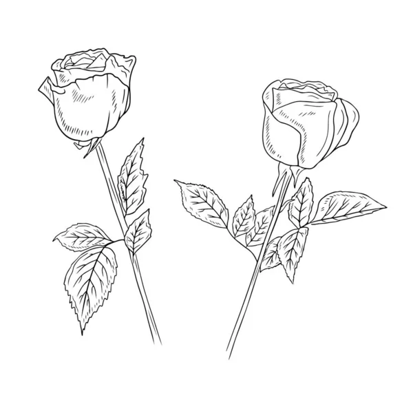 茎が付いている2つの別々の美しい現実的なバラのボタンと白の背景に黒で葉 ドアアウトラインのヴィンテージラインアートスタイルを彫刻で手描きベクトルスケッチイラスト ガーゲン花 — ストックベクタ