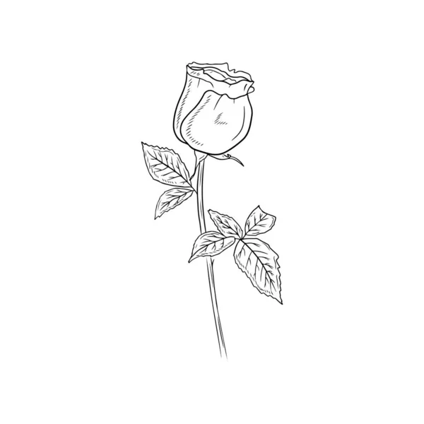 Realistic Rose Bud Flower Stem Leaves Black Isolated White Background — Stock Vector