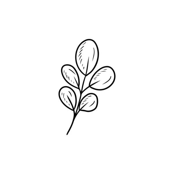 Ρεαλιστικό Κλαδί Ευκάλυπτο Τροπικά Φύλλα Μαύρο Απομονωμένο Λευκό Φόντο Χειροποίητη — Διανυσματικό Αρχείο