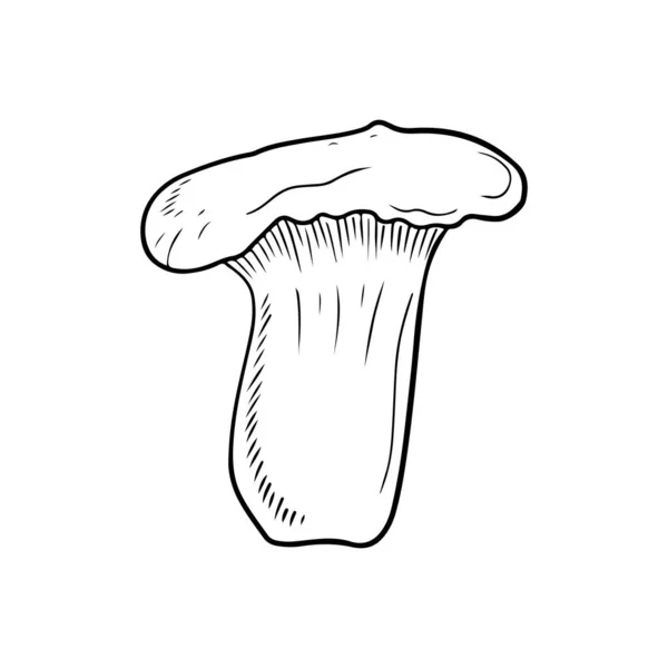 Pleurotus Eryngii King Trumpet Mushroom French Horn Mushroom Eryngi King — Stock Vector