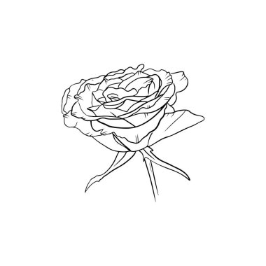 Happy International Women's Day, 8 march. Beautiful rose flower with leaves and stem isolated on white background. Greeting card. Hand drawn vector sketch illustration in doodle engraved vintage style
