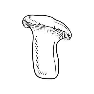 Pleurotus eryngii, kral trompet mantarı, Fransız boynuz mantarı, eringi, kral istiridye mantarı, kral kahverengi mantar, bozkır boletusu, trompet kraliyet vektör çizimi klasik çizim