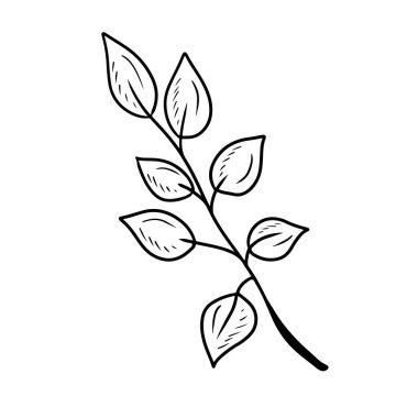 Beyaz arka planda siyah yapraklı soyut gerçekçi bir dal. El çizimi vektör çizimi çizimi karalama klasik taslak sanat. Yanang thai siam gülü ağacı ekin