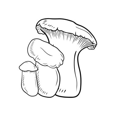 Siyah giysili gerçekçi leurotus eryngii beyaz arka planda izole edilmiş. El çizimi vektör çizimi çizimi, karalama klasik oyma stiliyle. Japon yemekleri için lezzetli gurme kavramı.