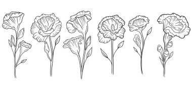 Beyaz arka planda siyah renkte güzel gerçekçi Eustoma çiçekleri koleksiyonu. El çizimi vektör çizimi klasik, karalama tarzı. Dekorasyon, düğün, çiçek.