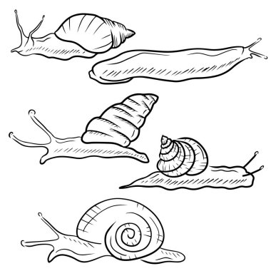 Beyaz arka planda siyahlı gerçekçi salyangozlar. Dev Afrika kara salyangozu, bahçe, Roma, arion rufus salyangozu, şeker kamışı, üzüm. Oymalı vintage taslakta el çizimi vektör çizimi çizimi.