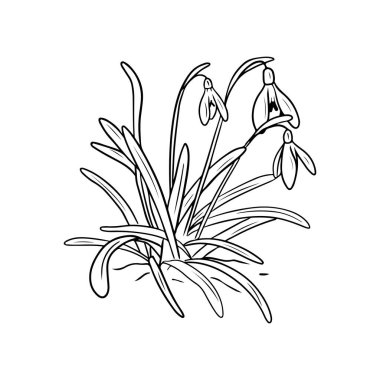 Gerçekçi galanthus çiçekleri toprakta, toprak siyah renkte beyaz renkte. El çizimi vektör çizimi çizimi, karalama klasik oymalı taslak, çizgi sanatı tarzı. İlk çiçekler, bahar.