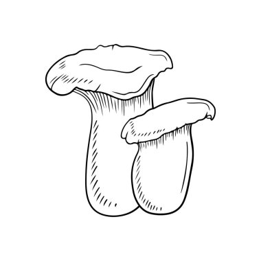 Siyahlı iki gerçekçi leurotus eryngii beyaz arka planda izole edilmiş. El çizimi vektör çizimi çizimi, karalama klasik oyma stiliyle. Japon yemekleri için lezzetli gurme kavramı.