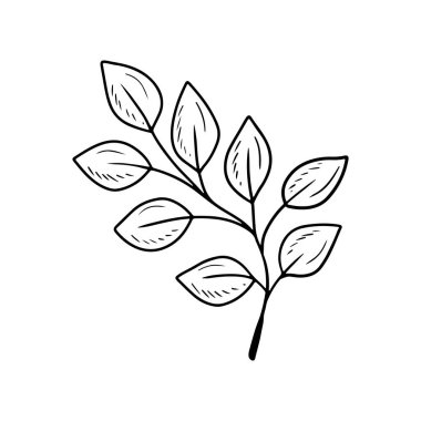 Beyaz arka planda siyah yapraklı soyut gerçekçi bir dal. El çizimi vektör çizimi çizimi karalama klasik taslak sanat. Yanang thai siam gülü ağacı ekin