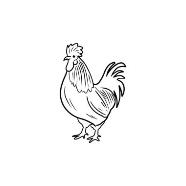 Siyahlı tavuk horozu beyaz arka planda izole edilmiş. El çizimi vektör çizimi çizimi klasik oymalı çizim sanatı tarzında. Çiftlik hayvanları, yumurtalar, protein ürünleri