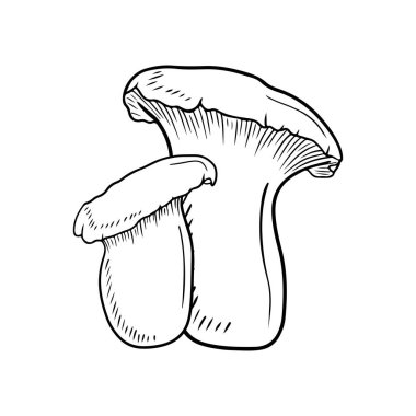 Siyahlı iki gerçekçi leurotus eryngii beyaz arka planda izole edilmiş. El çizimi vektör çizimi çizimi, karalama klasik oyma stiliyle. Japon yemekleri için lezzetli gurme kavramı.