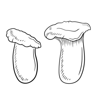 Siyahlı iki gerçekçi leurotus eryngii beyaz arka planda izole edilmiş. El çizimi vektör çizimi çizimi, karalama klasik oyma stiliyle. Japon yemekleri için lezzetli gurme kavramı.