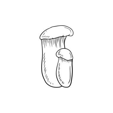 Siyahlı iki gerçekçi leurotus eryngii beyaz arka planda izole edilmiş. El çizimi vektör çizimi çizimi, karalama klasik oyma stiliyle. Japon yemekleri için lezzetli gurme kavramı.