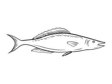Beyaz arka planda siyah giysili gerçekçi mersin balığı. El çizimi vektör çizimi çizimi, karalama yapılmış vintage tarzında. Balık kavramı, deniz ürünleri, havyar, restoran menüsü, etiket, simge