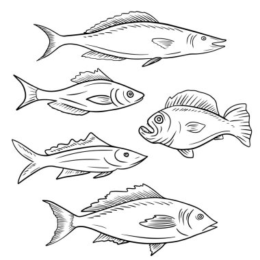 Farklı türde balık somonu, süt balığı, baraküda, sazan, balık, yayın balığı koleksiyonu, beyaz arka planda siyah izole edilmiş. El çizimi vektör çizimi çizimi karalama vintage