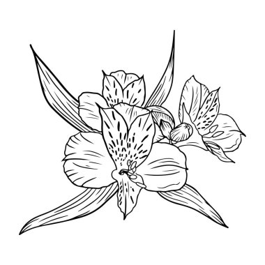Beyaz arka planda siyah yapraklı güzel gerçekçi alstromeria çiçekleri. El çizimi vektör çizimi çizimi, karalama yapılmış vintage tarzında. Botanikçi, çiçekçi tasarımı